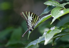 Graphium antiphates