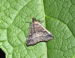 Tetanolita mynesalis