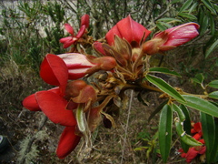 Collaea speciosa