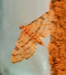 Hileithia rehamalis