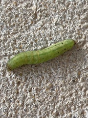 Callopistria floridensis