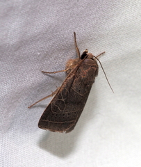 Orthodes majuscula