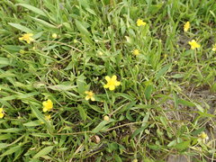 Ranunculus flammula ovalis