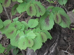 Corylus heterophylla