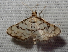 Hileithia rehamalis
