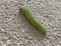 Callopistria floridensis