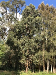 Eucalyptus polyanthemos