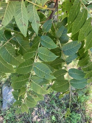 Juglans nigra