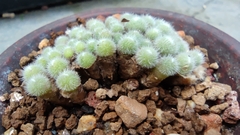 Aizoaceae