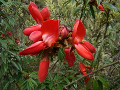 Collaea speciosa