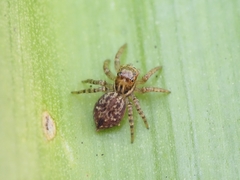 Salticinae