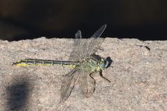 Gomphus pulchellus