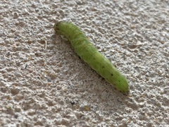 Callopistria floridensis