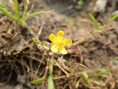 Ranunculus flammula ovalis