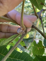 Juglans nigra