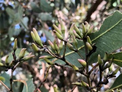 Eucalyptus polyanthemos