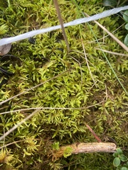 Pleurozium schreberi