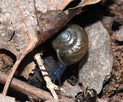 Oxychilus draparnaudi