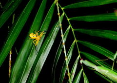 Platythomisus octomaculatus