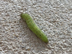 Callopistria floridensis