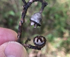 Eucalyptus polyanthemos