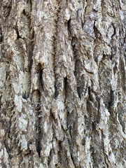 Juglans nigra