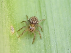 Salticinae