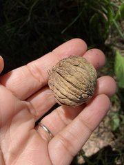 Juglans nigra