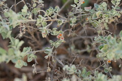 Chenopodium curvispicatum