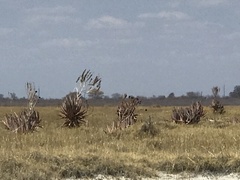 Aloe littoralis image