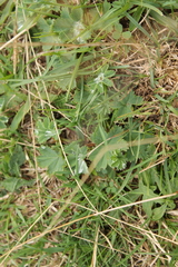 Alchemilla vulgaris