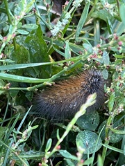 Pyrrharctia isabella