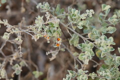 Chenopodium curvispicatum
