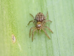 Salticinae
