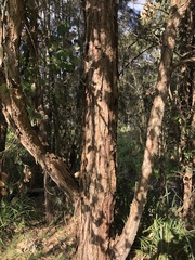 Eucalyptus polyanthemos