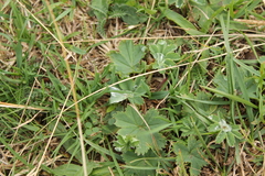 Alchemilla vulgaris