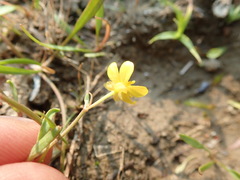 Ranunculus flammula ovalis