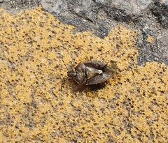 Dolycoris baccarum