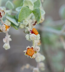 Chenopodium curvispicatum