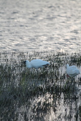 Platalea regia