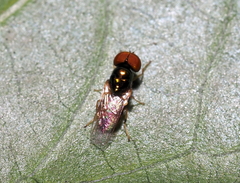 Microchrysa flaviventris