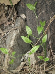 Smilax sieboldii
