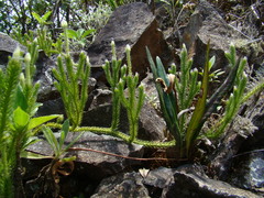 Lycopodium