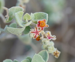 Chenopodium curvispicatum