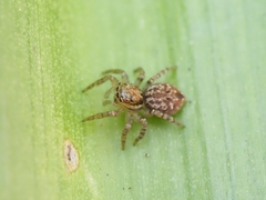 Salticinae