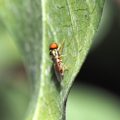 Microchrysa flaviventris