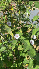Althaea officinalis