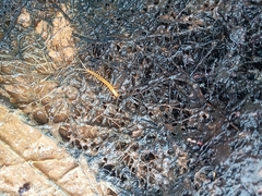 Scolopendromorpha