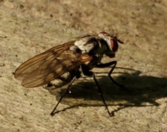 Anthomyia