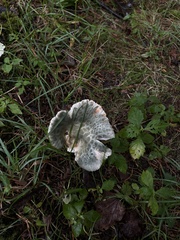 Russula crustosa